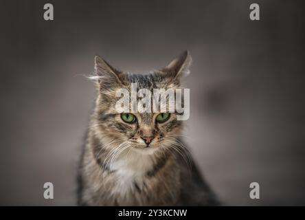 Portrait d'un chat imposant au regard perçant et aux yeux verts, fourrure orange à rayures noires et poitrine blanche Banque D'Images