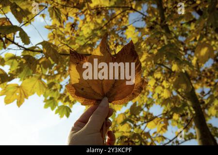 Close up avec a woman's hand holding deux feuilles d'automne, sous le ciel bleu et les branches d'un sycomore Banque D'Images