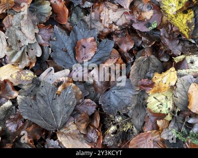 Mélange de feuilles d'automne humides tombées de différentes couleurs sur un sol boisé Banque D'Images