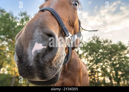 Cheval curieux, collant son nez dans la caméra pour un portrait drôle, cheval brun aux yeux fous, une image à la mise au point sélective Banque D'Images