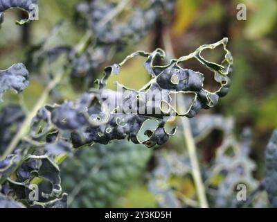 Gros plan sur la croissance du chou frisé à la fin de l'automne avec des trous causés par les ravageurs du jardin mangeant les feuilles Banque D'Images