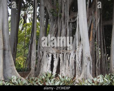 Arbre banyan antique massif avec des troncs et des branches joints complexes dans un environnement de jungle Banque D'Images