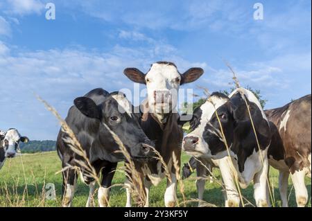 Drôles de vaches curieux s'étendant leurs têtes vers l'appareil photo Banque D'Images