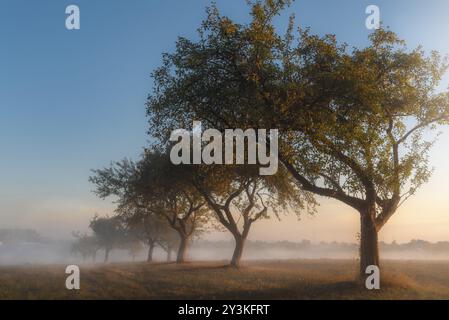 Paysage d'automne enchanteur avec une ligne de pommiers éclairée par la lumière dorée du lever du soleil, un jour brumeux d'octobre, près de Schwabisch Hall, Allemagne, Europ Banque D'Images