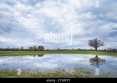 Paysage de printemps Moody avec un ciel orageux, une prairie verte et un seul grand arbre reflété dans l'eau d'un petit étang, dans Schwabisch Hall, Allemagne, Euro Banque D'Images