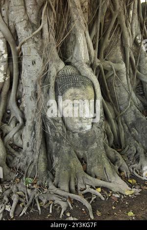 Ayutthaya place près de Bangkok, en Thaïlande. Wat Mahathat Banque D'Images