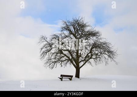 Arbre unique sans feuilles et banc en bois sur une colline enneigée, contre un ciel bleu et blanc, un paysage hivernal de style minimaliste, en Allemagne Banque D'Images