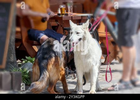 un chien blanc et à poil long marche avec un compagnon Banque D'Images