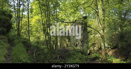 Une vue panoramique d'un ancien bâtiment en pierre en ruines entouré d'arbres forestiers verdoyants et chemin en plein soleil à l'origine appelé staups moulin à l'ouest Banque D'Images