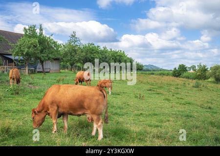 Paysage de campagne avec un troupeau de vaches de race Limpurger, pâturant sur une prairie verte, près de leur écurie et d'un verger, à Schwabisch Hall, Allemagne, EUR Banque D'Images