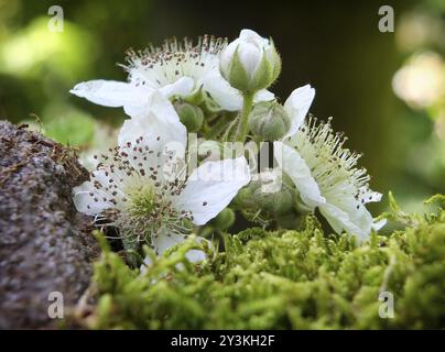 Gros plan d'une fleur sauvage de mûre qui pousse sur la mousse et la pierre Banque D'Images