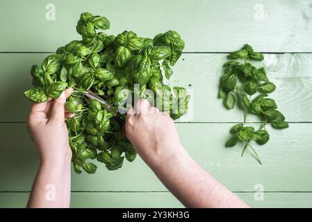 Les mains de la femme coupent des feuilles de basilic d'un pot sur une table en bois vert. Pose à plat avec récolte de basilic frais. Cueillette d'herbes aromatiques cultivées au pays Banque D'Images