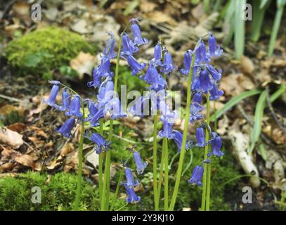 Gros plan sur les bluebells anglais au printemps poussant dans les bois avec des feuilles et de la mousse Banque D'Images