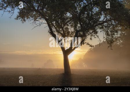 Pommier unique sur une prairie pleine de pommes tombées, couvert de brume, au lever du soleil, près de la lisière d'une forêt, par une journée ensoleillée d'automne, en Allemagne Banque D'Images