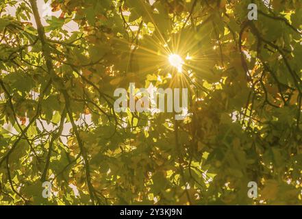 Soleil magnifique et brillant obtenant ses rayons à travers les feuilles colorées de l'automne. Image parfaite comme arrière-plan pour un concept d'automne Banque D'Images