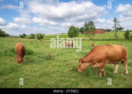 Paysage rural avec un troupeau de vaches brunes, de la race allemande Limpurger, pâturant sur une prairie verte, par une journée ensoleillée d'été, en Allemagne Banque D'Images