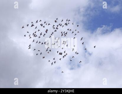 Un troupeau étroitement groupé de pigeons circulants volant haut sous des nuages blancs brillants et un ciel bleu Banque D'Images