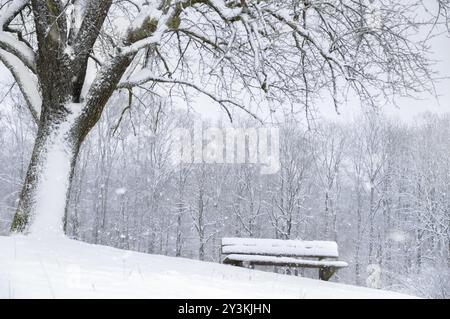 Paysage d'hiver avec un banc en bois sous un grand arbre, couvert de neige, tandis que chutes de neige et forêt enneigée en arrière-plan Banque D'Images