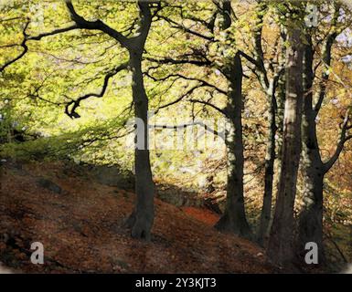 Bois de hêtres en pente vallonnée au début de l'automne avec des feuilles sur le sol de la forêt et la lumière du soleil incandescente à travers les arbres Banque D'Images