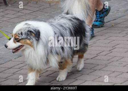 un chien de race collie marche en laisse le long de la rue avec un maître Banque D'Images