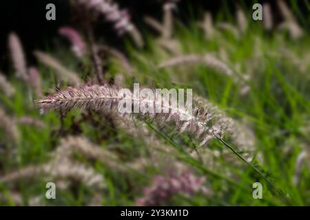 Gros plan de panicule de fontaine orientale (Pennisetum orientale 'Karley Rose') dans un jardin en fin d'été Banque D'Images