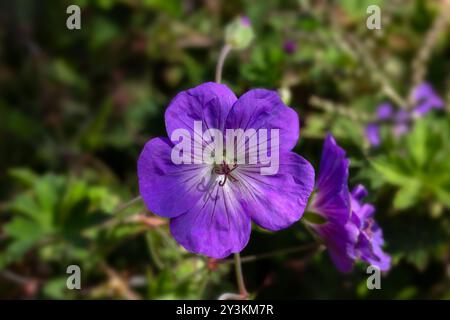 Gros plan d'une fleur de Cranesbill (Géranium 'Azure Rush') dans un jardin en été Banque D'Images