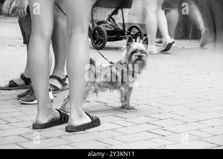 image en noir et blanc d'un chien de petite race dans la ville avec son propriétaire en laisse Banque D'Images