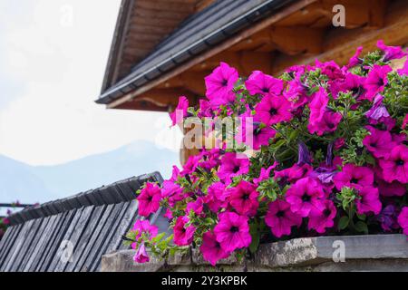 petites fleurs violettes sur la fenêtre avec fond de toit de maison Banque D'Images