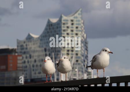 Drei Möwen stehen auf einem Geländer an den Landungsbrücken im Hamburger Hafen. *** Trois mouettes debout sur une rampe aux jetées dans le port de Hambourg Banque D'Images