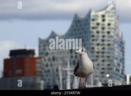 Eine Möwe steht auf einem Geländer an den Landungsbrücken im Hamburger Hafen. *** Une mouette se tient sur une rampe aux jetées du port de Hambourg Banque D'Images