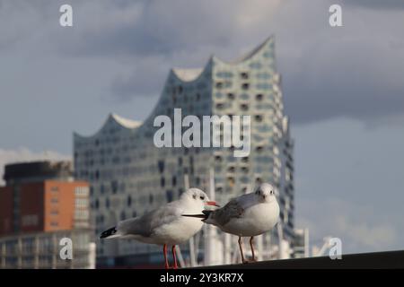 Zwei Möwen stehen auf einem Geländer an den Landungsbrücken im Hamburger Hafen. *** Deux mouettes se tiennent sur une rampe aux jetées du port de Hambourg Banque D'Images