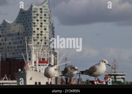 Drei Möwen stehen auf einem Geländer an den Landungsbrücken im Hamburger Hafen. *** Trois mouettes debout sur une rampe aux jetées dans le port de Hambourg Banque D'Images