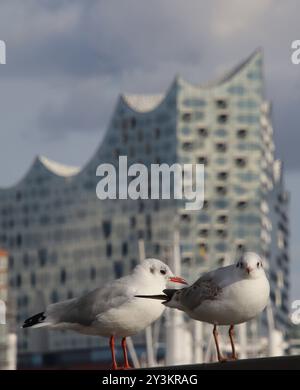 Zwei Möwen stehen auf einem Geländer an den Landungsbrücken im Hamburger Hafen. *** Deux mouettes se tiennent sur une rampe aux jetées du port de Hambourg Banque D'Images