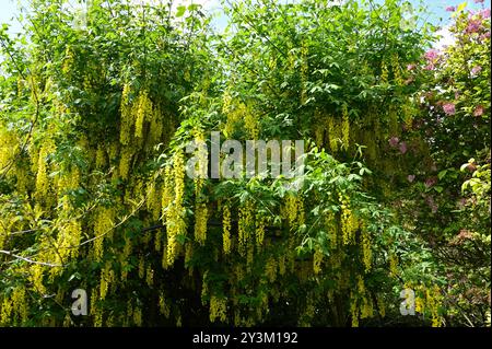 Floraison printanière jaune vif sur l'arbre laburnum dans le jardin britannique pleine fleur mai Banque D'Images