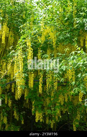 Floraison printanière jaune vif sur l'arbre laburnum dans le jardin britannique pleine fleur mai Banque D'Images