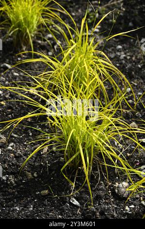 Croissance jaune vif du sèdge doré de Bowles, Carex elata 'Aurea' poussant dans le jardin britannique mai Banque D'Images