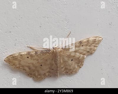 Vague de crème naine (Idaea fuscovenosa) Insecta Banque D'Images