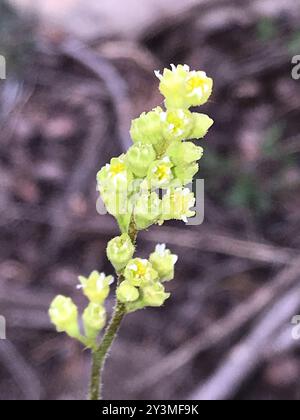 Alumroots (Heuchera) Plantae Banque D'Images