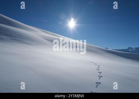 Piste / piste de lapin dans la neige profonde, autrement intacte, descendant une pente dans les alpes suisses, comme vu d'une piste de ski à Tannalp, Suisse. Banque D'Images