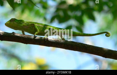 Southern Carpet Chameleon (Furcifer Major) Reptilia Banque D'Images