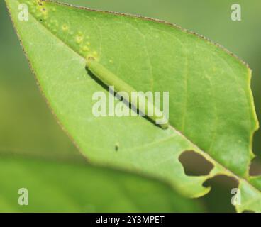 Émigrant tacheté (Catopsilia pyranthe) Insecta Banque D'Images