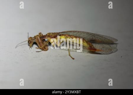 Insecte du lacet de Mantis (Ditaxis biseriata) Banque D'Images