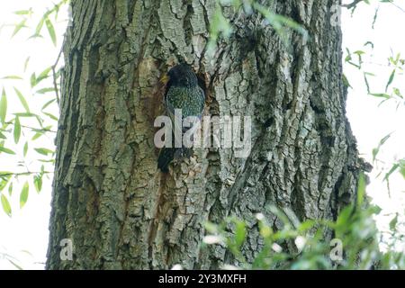 starling assis à côté de son nid dans un grand arbre Banque D'Images