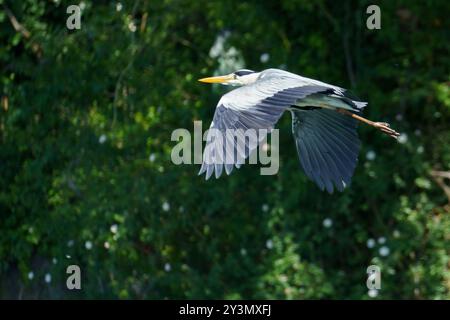 Un grand héron bleu (Ardea cinerea) vole au-dessus d'un lac tout en cherchant de la nourriture par une journée ensoleillée Banque D'Images