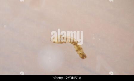 Mouches noires (Simuliidae) Insecta Banque D'Images