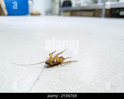 Cafard couché sur le dos à l'intérieur Banque D'Images