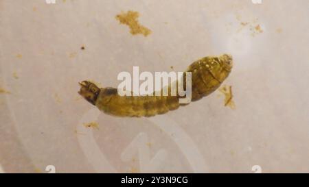 Mouches noires (Simuliidae) Insecta Banque D'Images