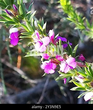 Pricket Purplegorse (Muraltia heisteria) Plantae Banque D'Images