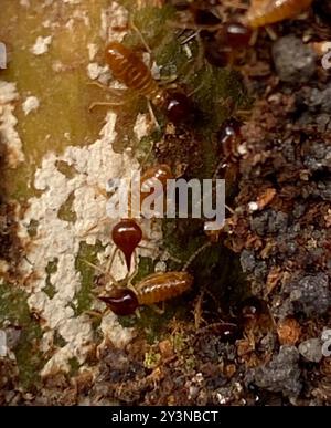 Termites de tête de cône (Nasutitermes) Insecta Banque D'Images