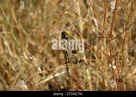 Grande fourmi-lion (Palpares libelluloides) insecte Banque D'Images